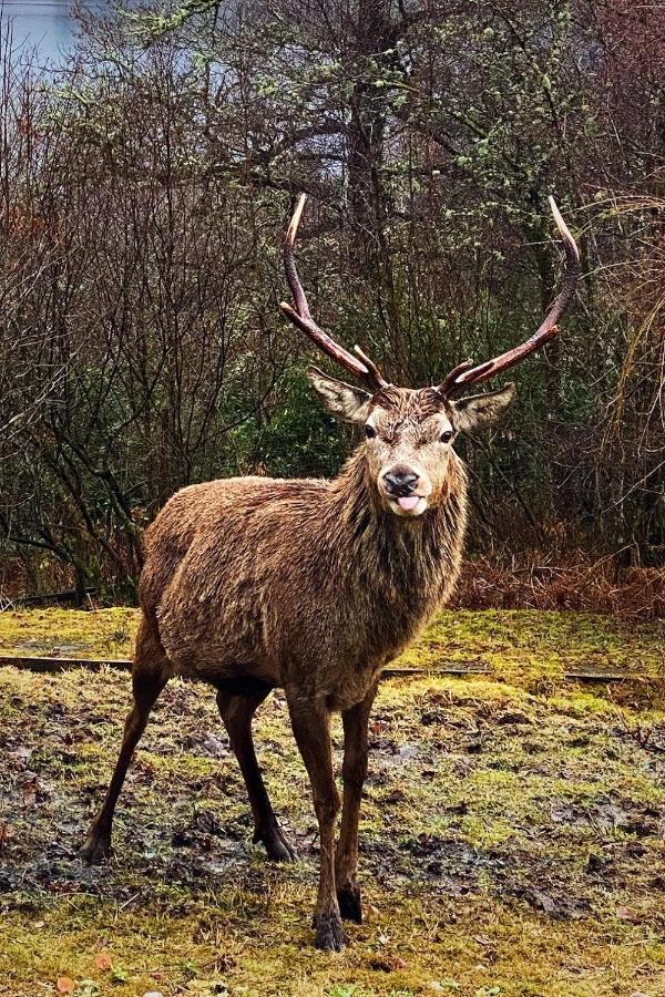 Tarmachan Cottage - West Highland Getaway Fort William Luaran gambar